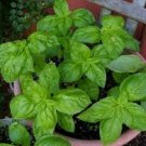 50 Pcs Heirloom Organic Large Leaf Sweet Basil Seeds 50 Pcs Heirloom Organic Large Leaf Sweet Basil Seeds