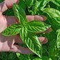 50 Pcs Heirloom Organic Large Leaf Sweet Basil Seeds