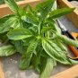 50 Pcs Heirloom Organic Large Leaf Sweet Basil Seeds