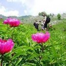 5 Pcs Rare Heirloom Pink Red Damask Garden Peony Plant Flower 'Qing Ren' Seeds