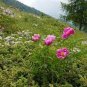 5 Pcs Rare Heirloom Pink Red Damask Garden Peony Plant Flower 'Qing Ren' Seeds