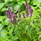 30 Pcs Fragrant Demure Thai Basil with a Licorice Accent Herb Seeds