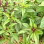 30 Pcs Fragrant Demure Thai Basil with a Licorice Accent Herb Seeds