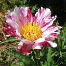 5 Pcs Rare Heirloom Pink Peony Tree 'Feng Xia' Flower Seeds