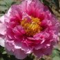 5 Pcs Rare Heirloom Pink Peony Tree 'Feng Xia' Flower Seeds