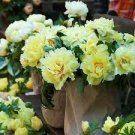 5 Pcs Heirloom Light Fragrant Yellow Peony Flower Seeds 5 Pcs Heirloom Light Fragrant Yellow Peony Flower Seeds