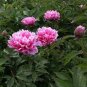 5 Pcs Rare Light Pink Monopetalous Peony 'Shui Xian Zi' Seeds