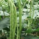 20 Pcs Chinese Green Long Cowpea Vegetable Seeds 20 Pcs Chinese Green Long Cowpea Vegetable Seeds