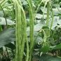 20 Pcs Chinese Green Long Cowpea Vegetable Seeds