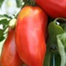 20 Pcs 'OX Horn' Tomato Seeds, Heirloom Tasty Tomato Vegetables