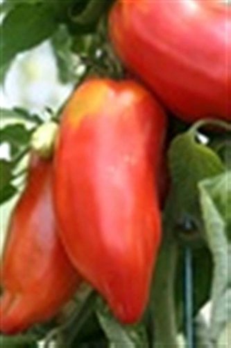 20 Pcs 'OX Horn' Tomato Seeds, Heirloom Tasty Tomato Vegetables