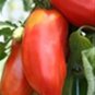 20 Pcs 'OX Horn' Tomato Seeds, Heirloom Tasty Tomato Vegetables