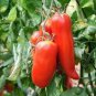 20 Pcs 'OX Horn' Tomato Seeds, Heirloom Tasty Tomato Vegetables