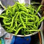 30 Pcs 'Pig Intestines' Long Crooked Hot Chili Pepper Vegetable