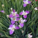 20 Pcs Big Blooming Marginal Bog Water Plant Purple Iris Seeds 20 Pcs Big Blooming Marginal Bog Water Plant Purple Iris Seeds