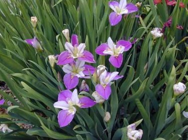 20 Pcs Big Blooming Marginal Bog Water Plant Purple Iris Seeds