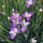 20 Pcs Big Blooming Marginal Bog Water Plant Purple Iris Seeds