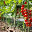 35 Pcs Very Sweet Red Cherry Tomato Seeds, Heirloom Tasty Tomato Fruit 35 Pcs Very Sweet Red Cherry Tomato Seeds, Heirloom Tasty Tomato Fruit
