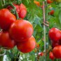 35 Pcs Very Sweet Red Cherry Tomato Seeds, Heirloom Tasty Tomato Fruit