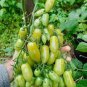 30 Pcs Green 'Banana' Tomato Seeds, Heirloom Tasty Tomato Vegetables