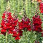 60 Pcs Red Baby Snapdragon Seeds