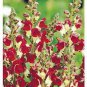 60 Pcs Red Baby Snapdragon Seeds