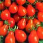 25 Pcs Red 'Pear' Small Tomato Seeds, Heirloom Tasty Tomato Vegetables
