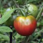 25 Pcs Heirloom Milky Bright Red Oval Little Dwarf Tomato