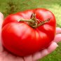 100 Pcs 'Sami' Big Bright Red Tomato Hybrid F1 Fruit Seeds