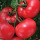 100 Pcs 'Water Yu' Pink Tomato Seeds