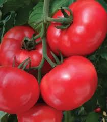 100 Pcs 'Water Yu' Pink Tomato Seeds
