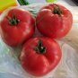 100 Pcs 'Water Yu' Pink Tomato Seeds