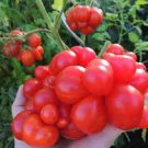 100 Pcs Unusual Rare Heirloom Reisetomate Tomato Lycopersicon lycopersicum Seeds