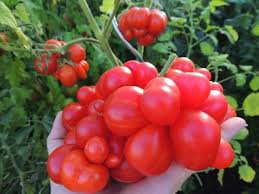 100 Pcs Unusual Rare Heirloom Reisetomate Tomato Lycopersicon lycopersicum Seeds