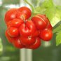 100 Pcs Unusual Rare Heirloom Reisetomate Tomato Lycopersicon lycopersicum Seeds