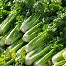 40 Pcs Tall Utah Celery Apium Graveolens Vegetable Seeds