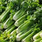 40 Pcs Tall Utah Celery Apium Graveolens Vegetable Seeds