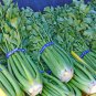 40 Pcs Tall Utah Celery Apium Graveolens Vegetable Seeds