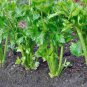 40 Pcs Tall Utah Celery Apium Graveolens Vegetable Seeds