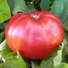 100 Pcs Heirloom Big Pink Rosy Tomato Hybrid Vegetable Seeds 100 Pcs Heirloom Big Pink Rosy Tomato Hybrid Vegetable Seeds