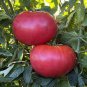 100 Pcs Heirloom Big Pink Rosy Tomato Hybrid Vegetable Seeds