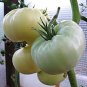 100 Pcs Rare Belyy Giant White Beefsteak Tomato Seeds