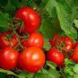 100 Pcs 'Honglian' Small Big Mixed Dark Red Tomato Hybrid F1 Tomato Seeds