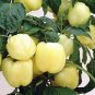 8 Pcs White Sweet Bell Pepper Seeds, Non-gmo Edible Vegetables
