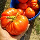 100 Pcs Heirloom Rare Mexican Silly Tomato Hybrid Seeds 100 Pcs Heirloom Rare Mexican Silly Tomato Hybrid Seeds