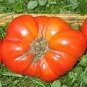 100 Pcs Heirloom Rare Mexican Silly Tomato Hybrid Seeds