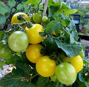 100 Pcs Rare Yellow Black Dwarf Cherry Tomato Hybrid Seeds