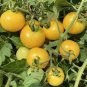 100 Pcs Rare Yellow Black Dwarf Cherry Tomato Hybrid Seeds