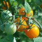100 Pcs Rare Yellow Black Dwarf Cherry Tomato Hybrid Seeds