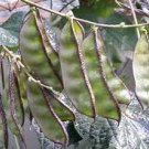 6 Pcs Rare Green Purple Long Hyacinth Bean Seeds Very Delicious High Yield